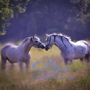 Bild: Stall in  Pronstorf