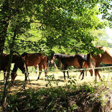 Bild: Stall in  Gemünden