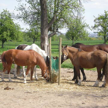Paddockauslauf (Winter)