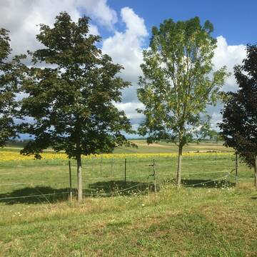 Bild: Stall in  Kandern