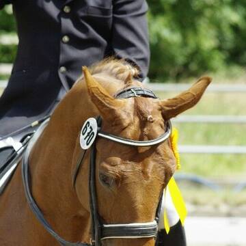 Pferdeausbildung/Beritt+Unterricht