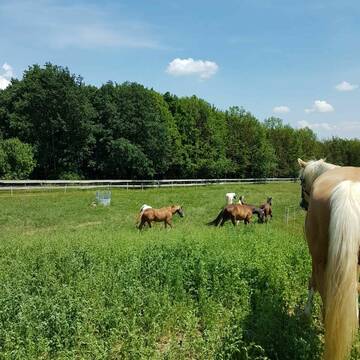 Bild: Stall in  Ebermannsdorf
