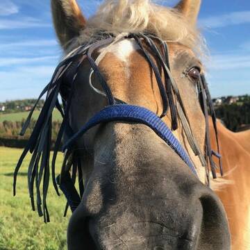 Auch Rentner Pferde sind willkommen