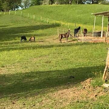 Bild: Weide in  Rheinfelden (Baden)