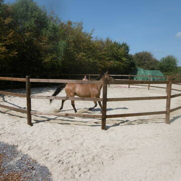 Bild: Stall in  Bornheim