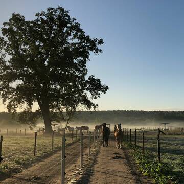 Bild: Stall in  Melbeck