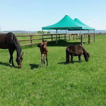 Weideflächen mit massiven Holzzäunen