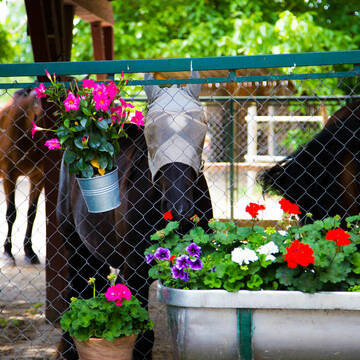Bild: Stall in  Waldkirch
