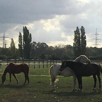 Bild: Stall in  Hattersheim