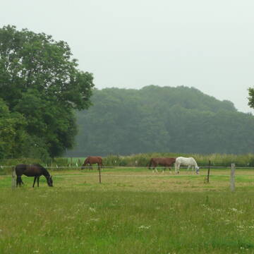 Bild: Stall in  Kempen