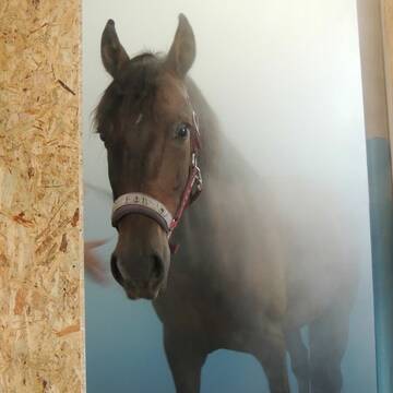 Bild: Stall in  Garbsen