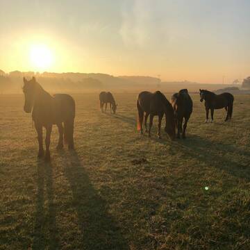 Bild: Stall in  Sinzig