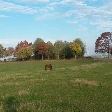 Bild: Stall in  Lindlar