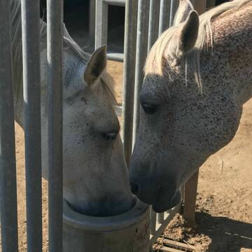 Bild: Stall in  Amerang