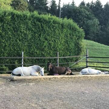 Bild: Stall in  Amerang