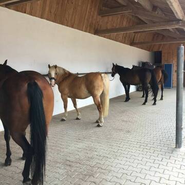 Bild: Stall in  Amerang