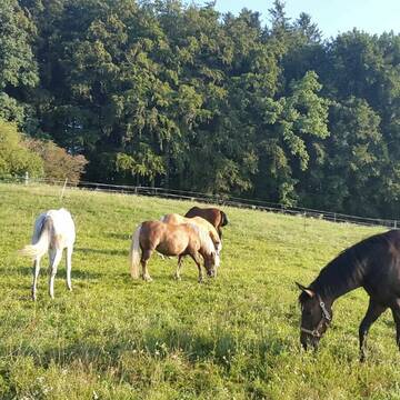 Bild: Stall in  Amerang