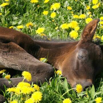 Bild: Stall in  Ribnitz-Damgarten