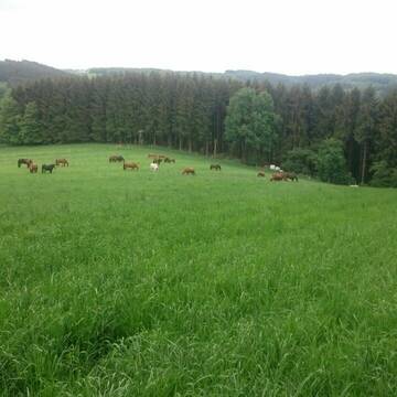 Bild: Stall in  Breckerfeld