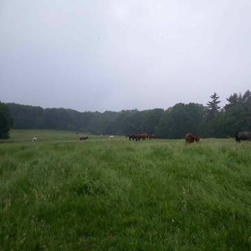 Die Wallache auf einer der Sommerweiden