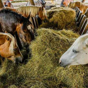Bild: Stall in  Sindelsdorf