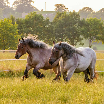 Bild: Stall in  Sindelsdorf