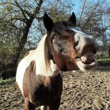 hier lässt sich das Pferdeleben genießen