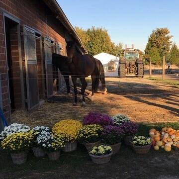 Bild: Stall in  Titz