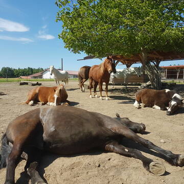 Bild: Stall in  Höslwang