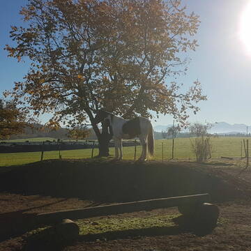 Erdberg auf dem Pferdespielplatz