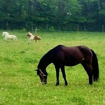 Bild: Stall in  Herdecke