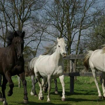 Bild: Stall in  Nudow