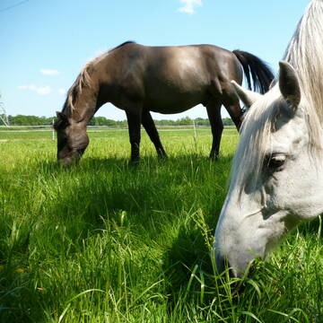 Bild: Stall in  Emkendorf