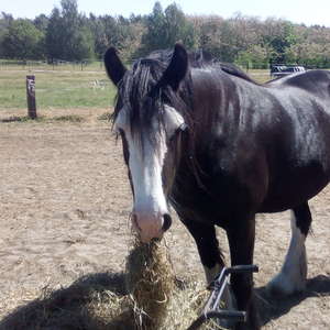 Bild: Reitbeteiligung in  Philippsthal