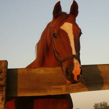 Bild: Stall in  Widdersdorf