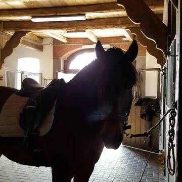 Bild: Stall in  Lotte