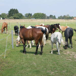 Bild: Stall in  Sevinghausen