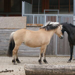 Bild: Stall in  Sevinghausen
