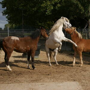 Bild: Stall in  Sevinghausen