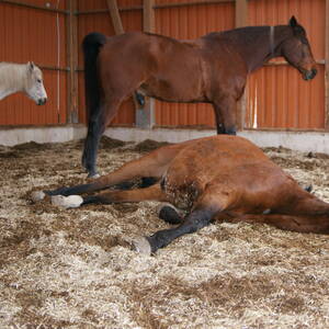 Bild: Stall in  Sevinghausen