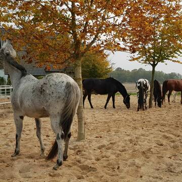 Gemeinschafts-Winterpaddock