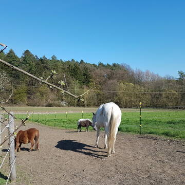 Teilbereich des Winterauslaufs