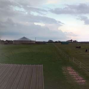 Bild: Weide in  Hankensbüttel