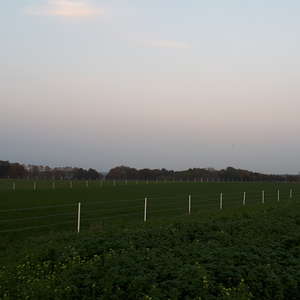 Bild: Weide in  Hankensbüttel