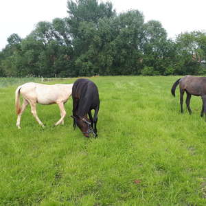 Bild: Weide in  Hankensbüttel