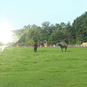 Bild: Weide in  Hankensbüttel