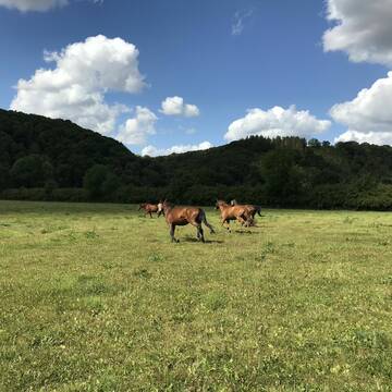 Bild: Weide in  Eitorf