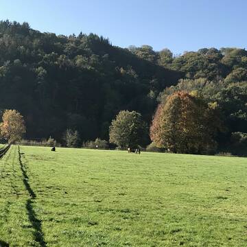 Bild: Weide in  Eitorf