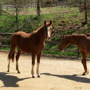 Bild: Weide in  Gemünden