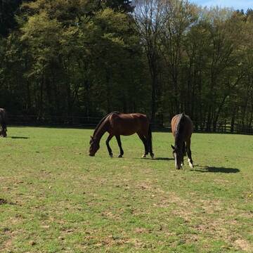 Bild: Weide in  Gemünden